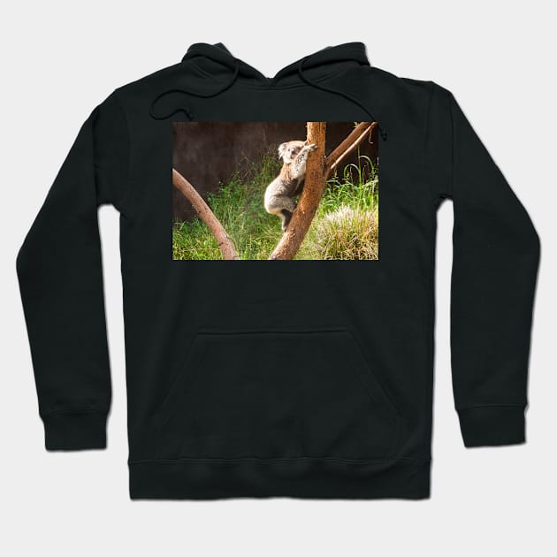 Koala climbing gum tree trunk. Hoodie by sma1050